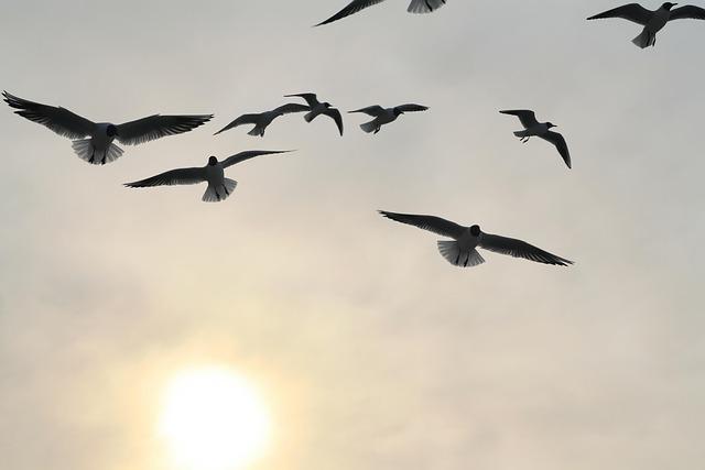 Essential Apps‍ to Streamline Your‍ daily Operations